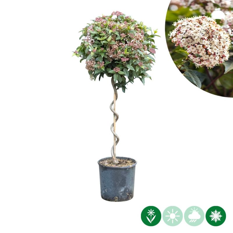 Viburnum tinus - spiraalvorm