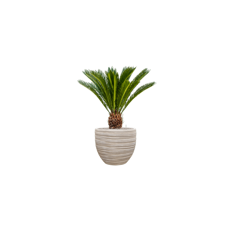 Tornado Couple Beige