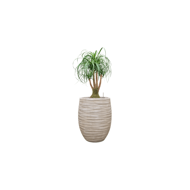 Tornado Emperor Beige