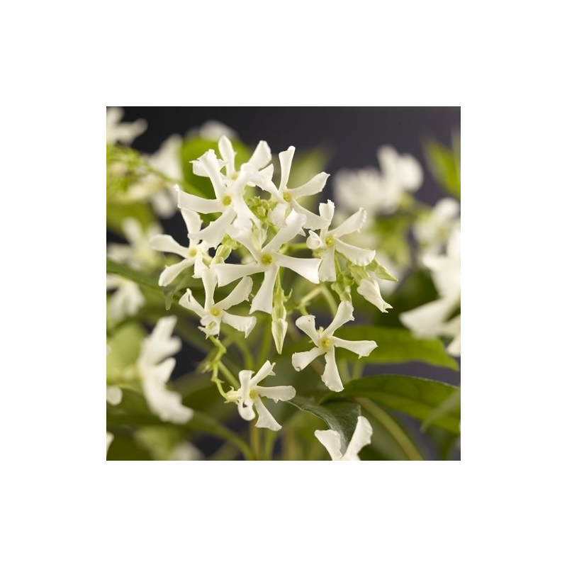 Trachelospermum jasminoides XL