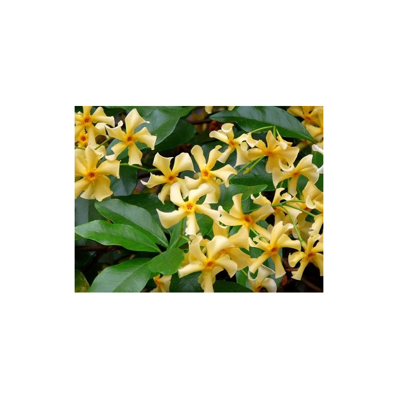 Trachelospermum jasminoides 'Star of Toscane'