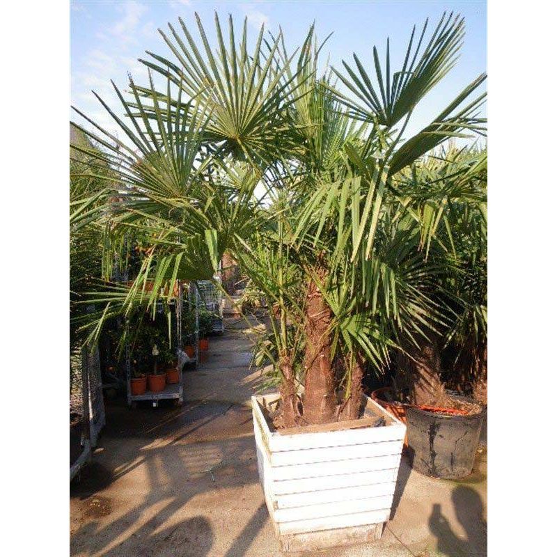 Trachycarpus Fortunei - 3-stam