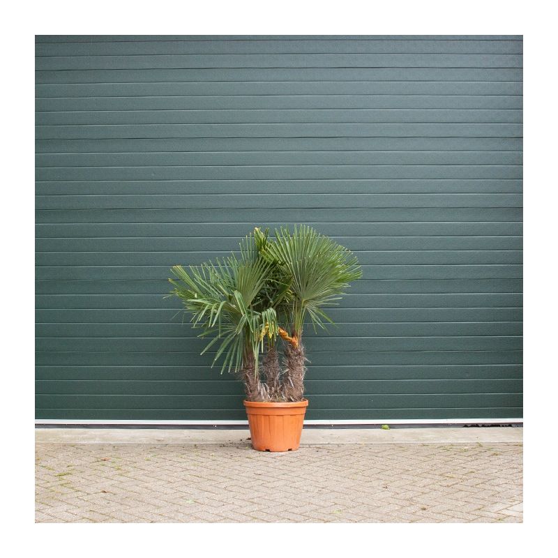 Trachycarpus Fortunei - 3-stam