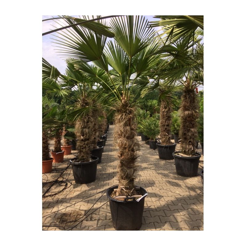 Trachycarpus Wagnerianus