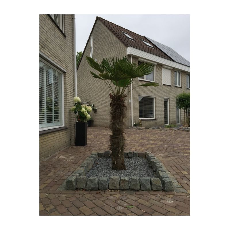 Trachycarpus wagnerianus