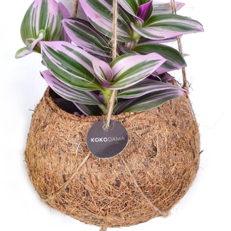 Tradescantia Nanouk in Kokodama