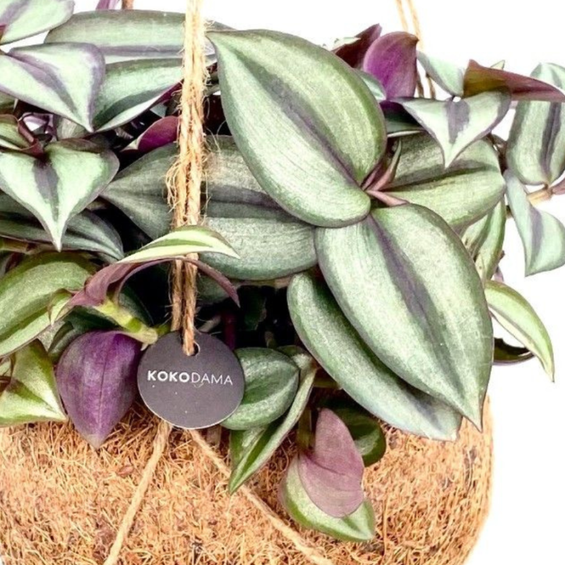 Tradescantia Zebrina in Kokodama