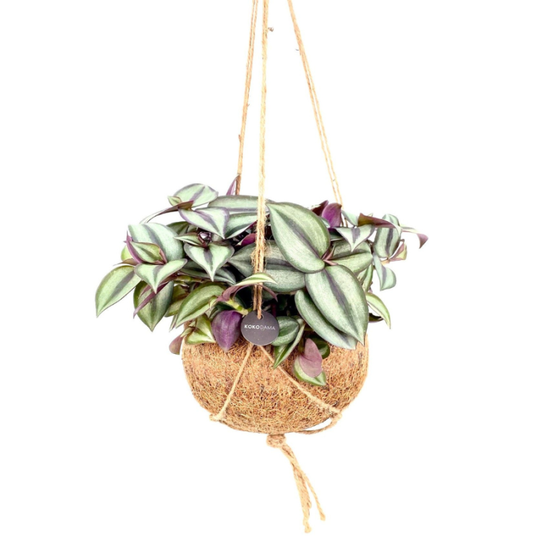 Tradescantia Zebrina in Kokodama