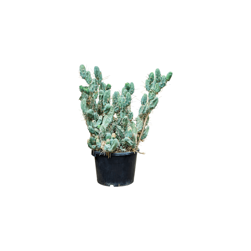 Trichocereus Monstrosus