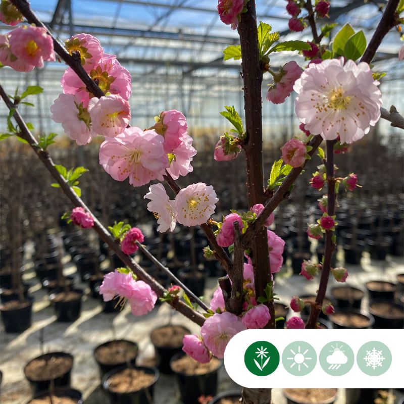 Prunus triloba