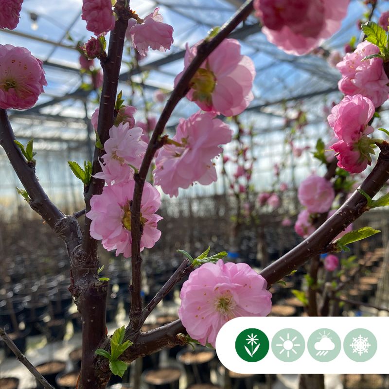 Prunus triloba