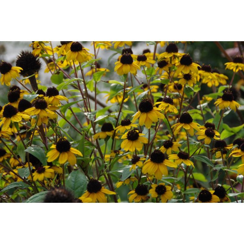 Rudbeckia triloba