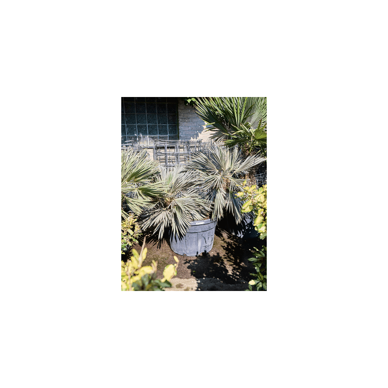 Trithrinax brasiliensis - 2-stam