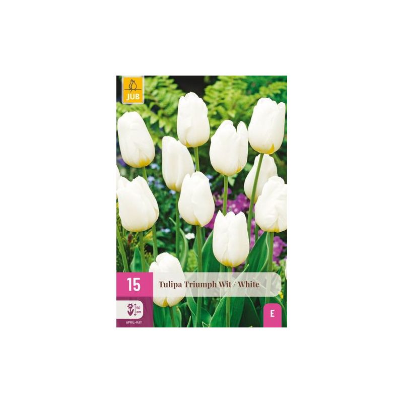Tulipa Triumph Wit - 15 stuks