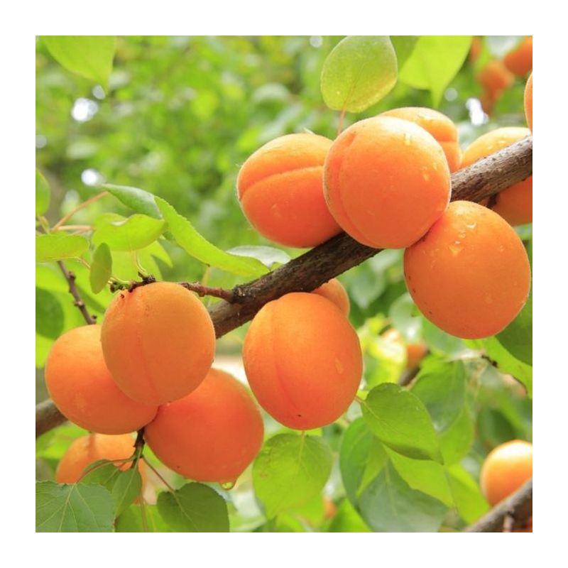 Prunus Armeniaca Tros Oranje - leiboom