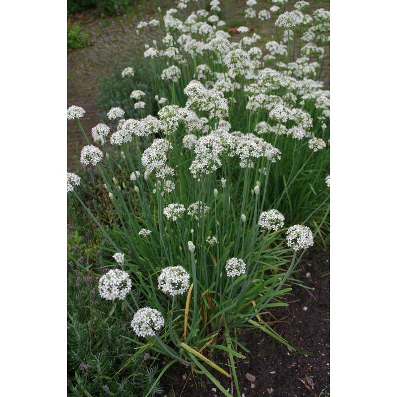 Allium Tuberosum