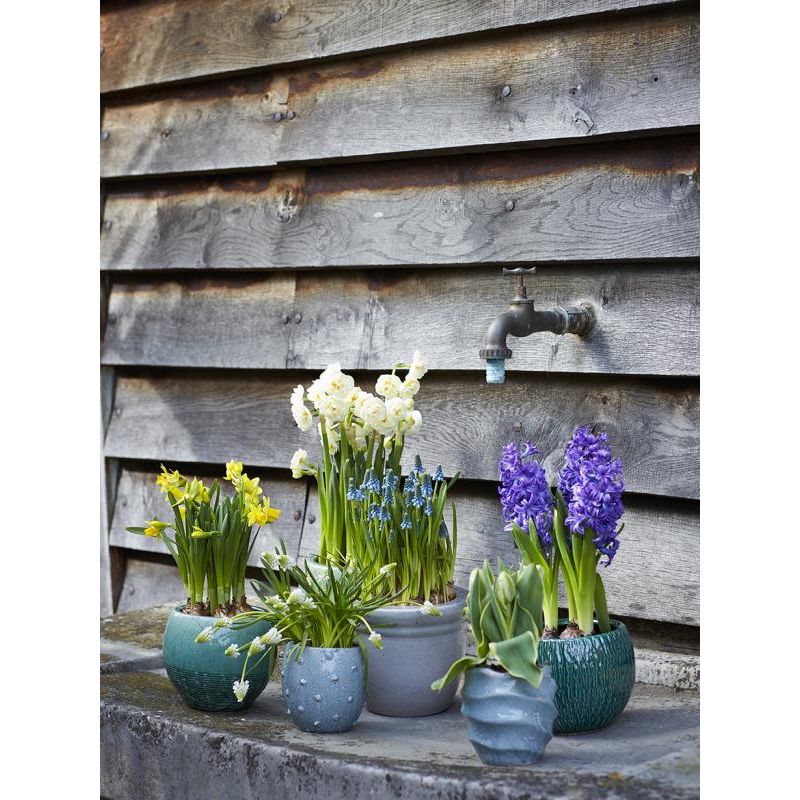 Hyacinthoides Non-Scripta - 20 stuks