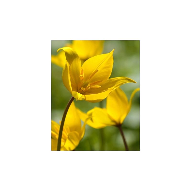 Tulipa sylvestris - 100 stuks
