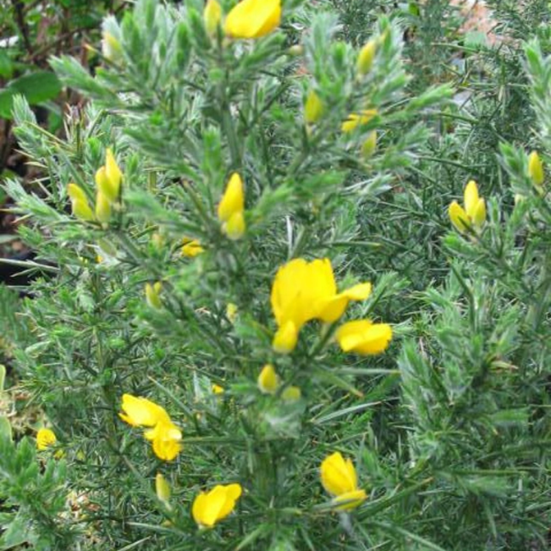 Ulex europaeus