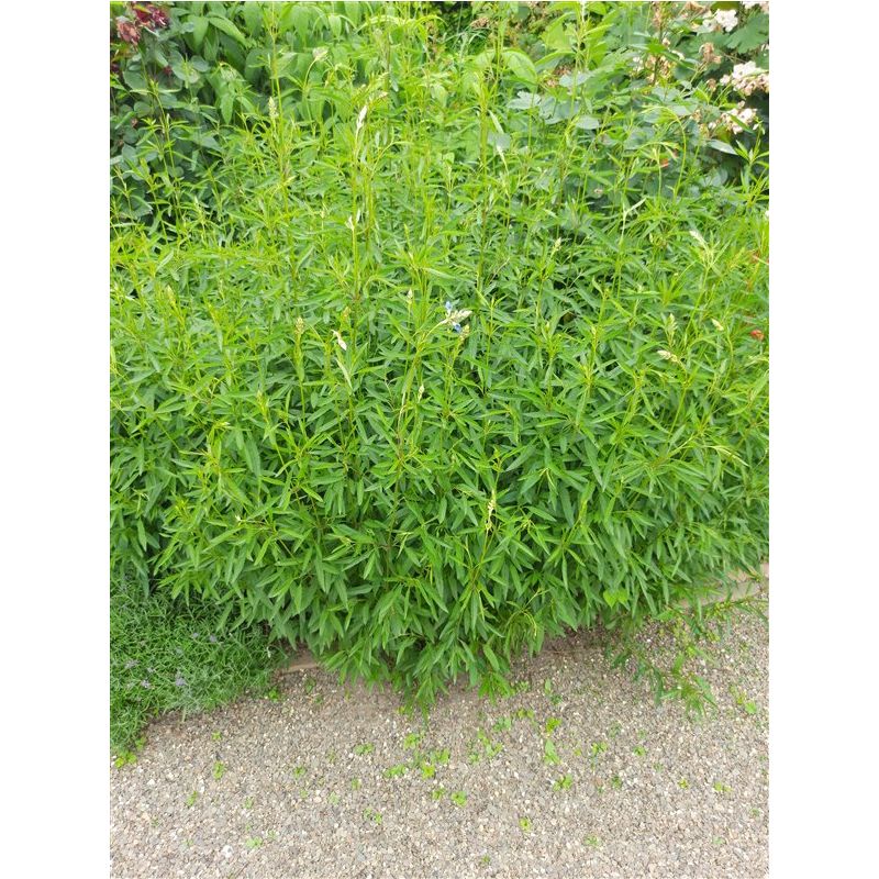 Salvia uliginosa 