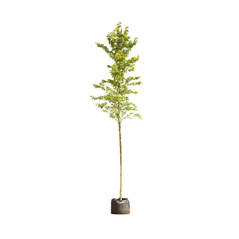 Ulmus Glabra