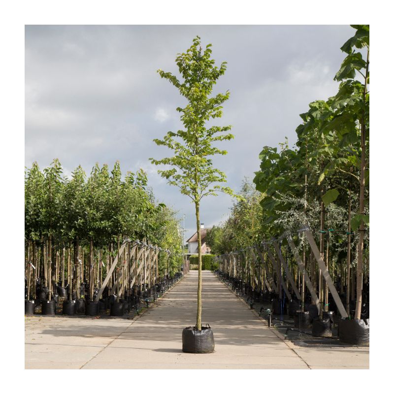 Ulmus Glabra