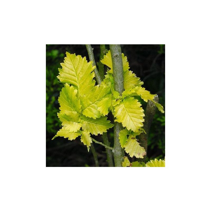 Ulmus Wredei - laagstam