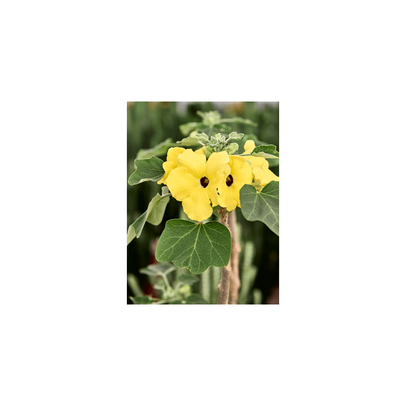 Uncarina decaryi