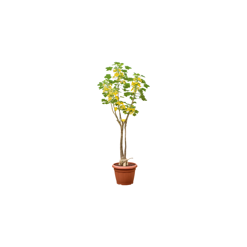 Uncarina decaryi