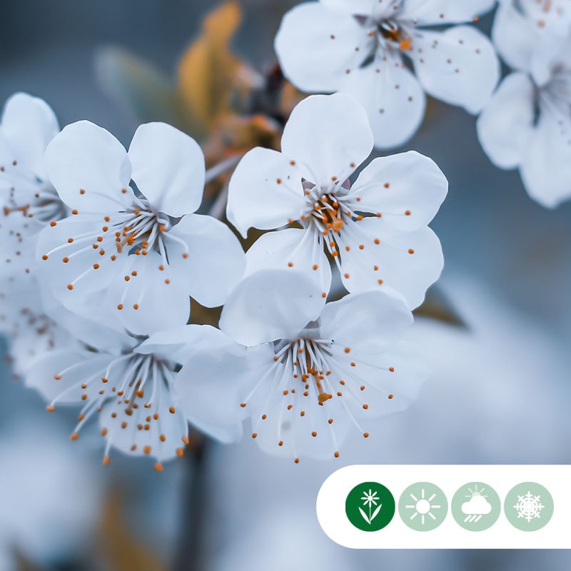 Prunus Umineko