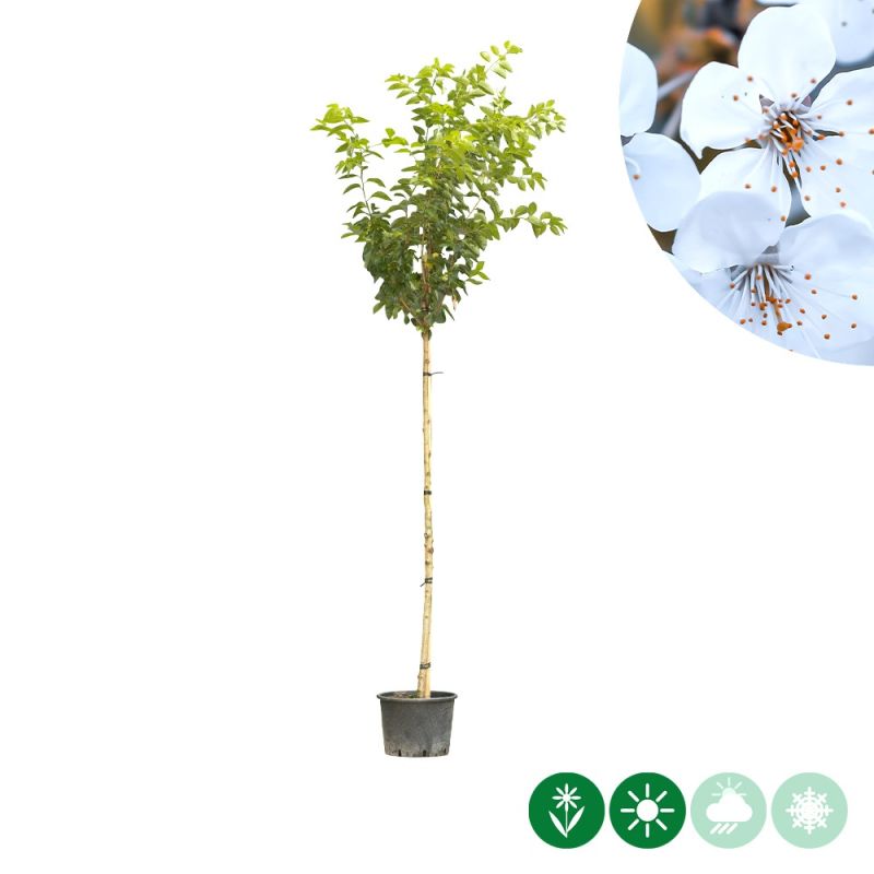 Prunus Umineko