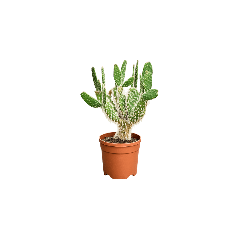 Opuntia Ursine