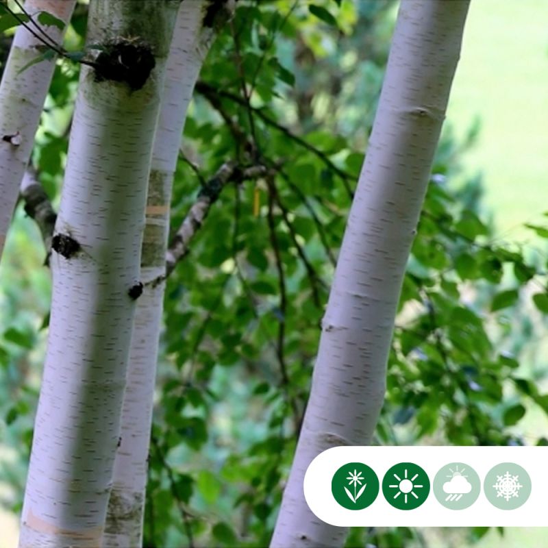 Betula utilis - meerstammig