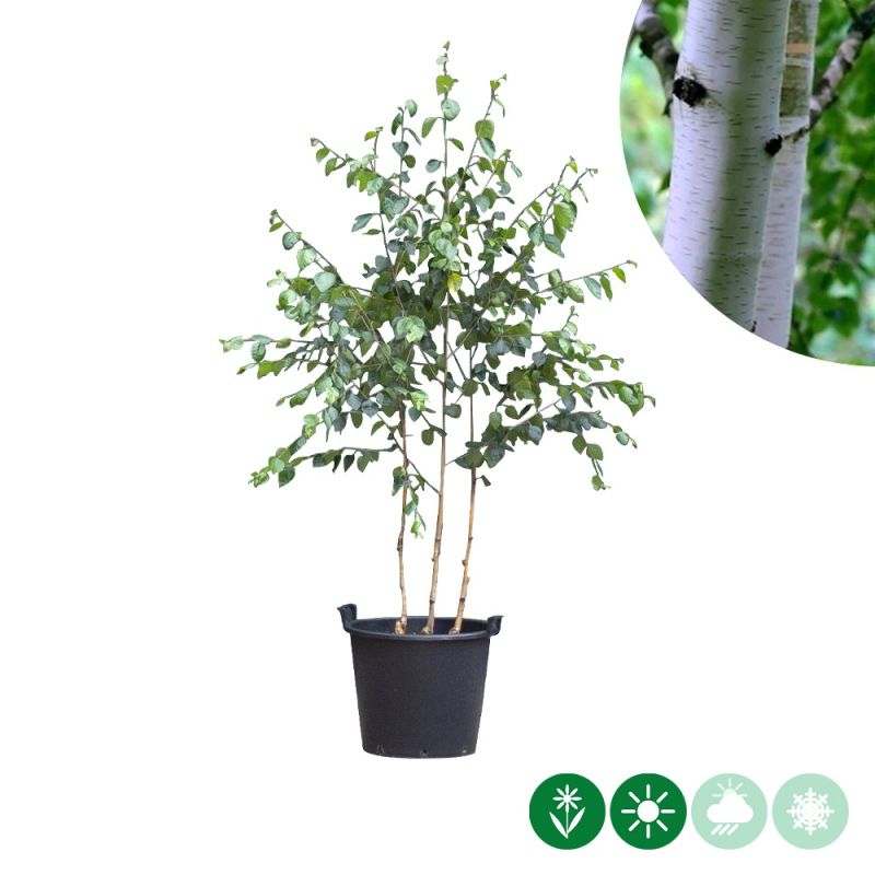 Betula utilis - meerstammig