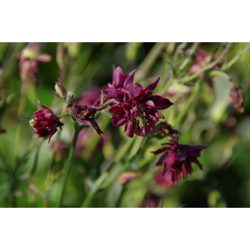 Aquilegia Ruby Port - biologisch