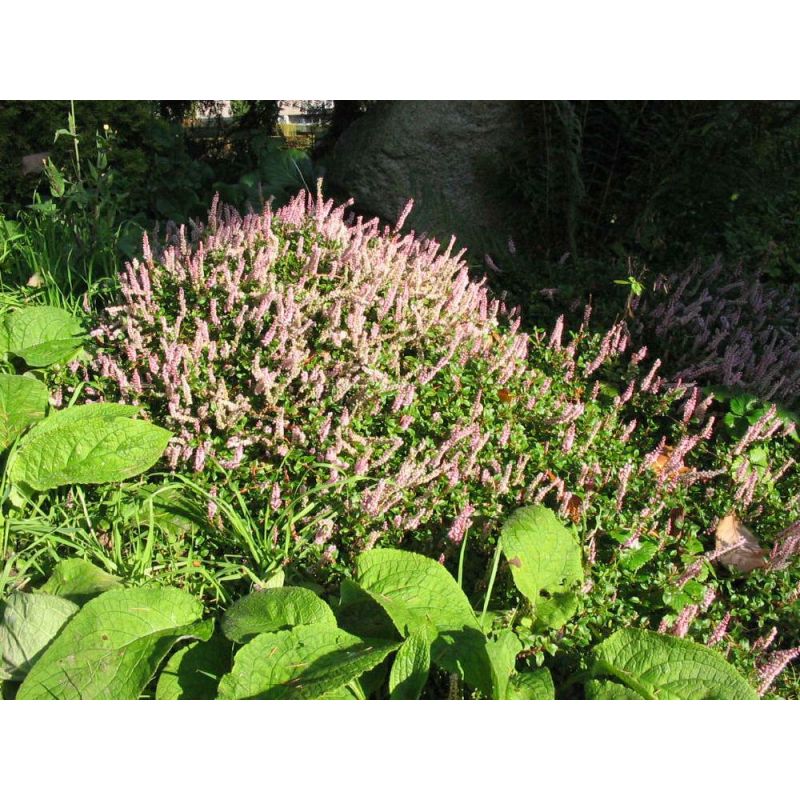Persicaria vacciniifolia