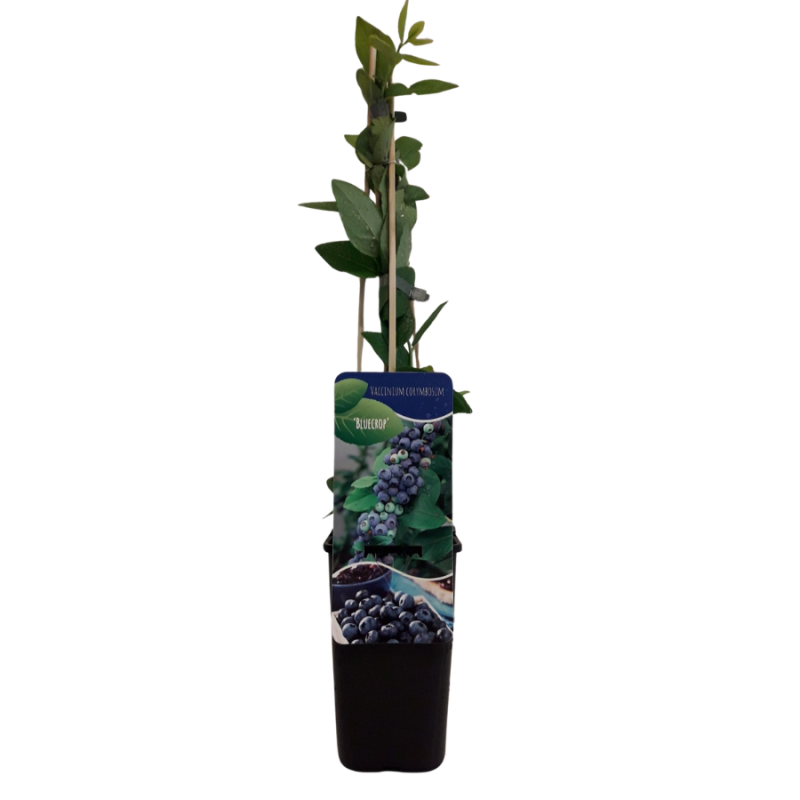 Vaccinium Bluecrop