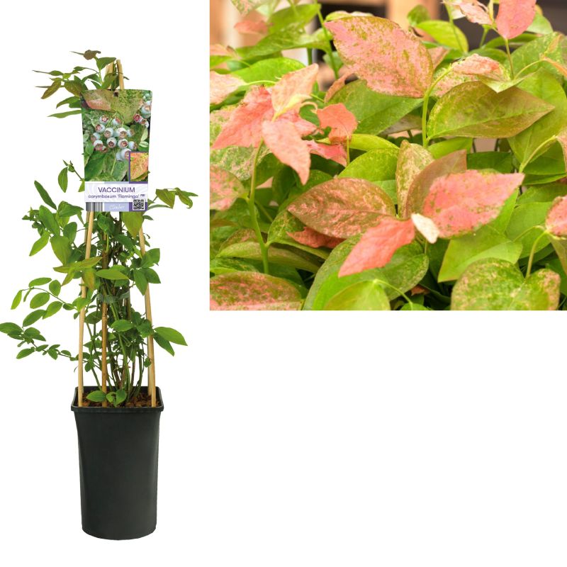 Vaccinium Flamingo