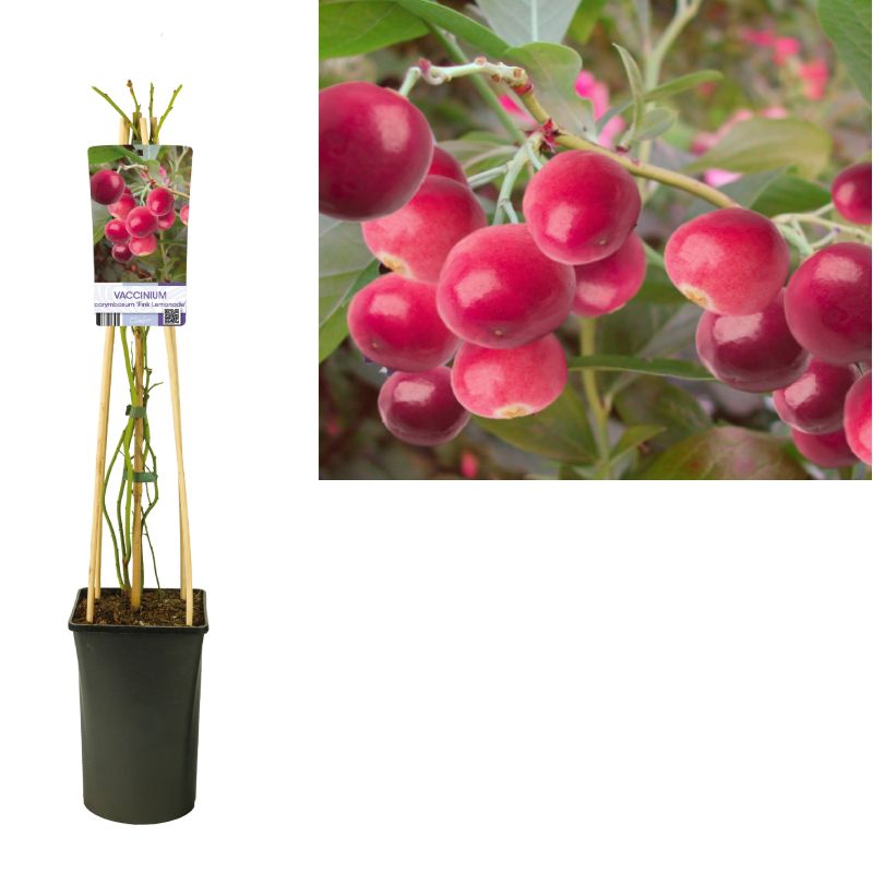 Vaccinium Pink Lemonade