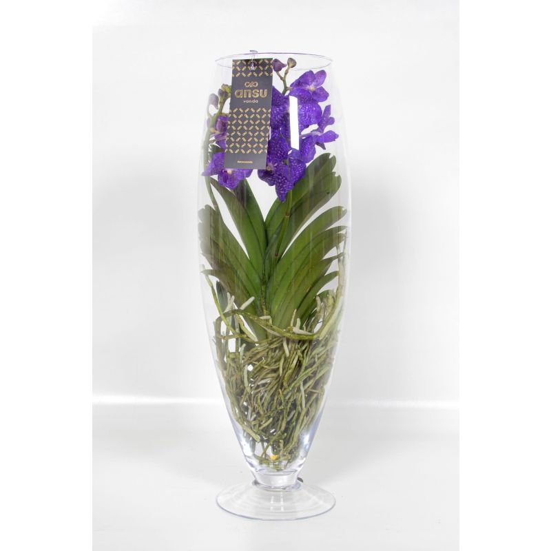 Vanda Orchidee blauw in vaas Majestic