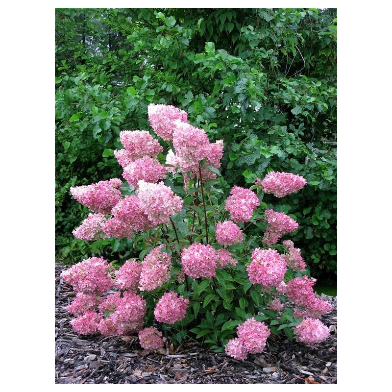 Hydrangea Vanille Fraise