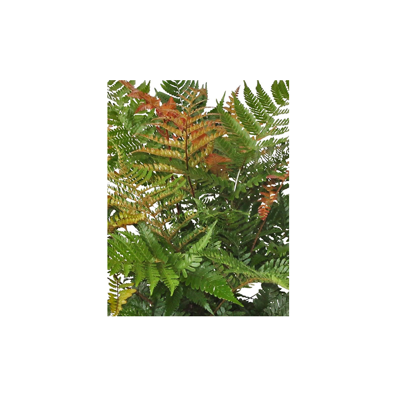 Dryopteris erythrosora 