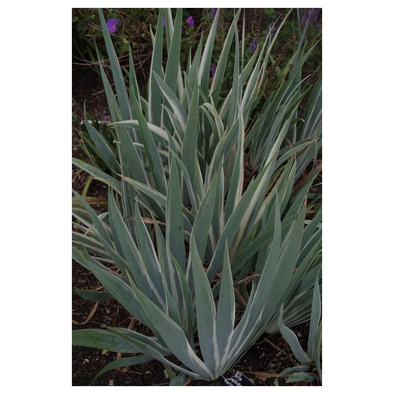 Iris pallida Variegata