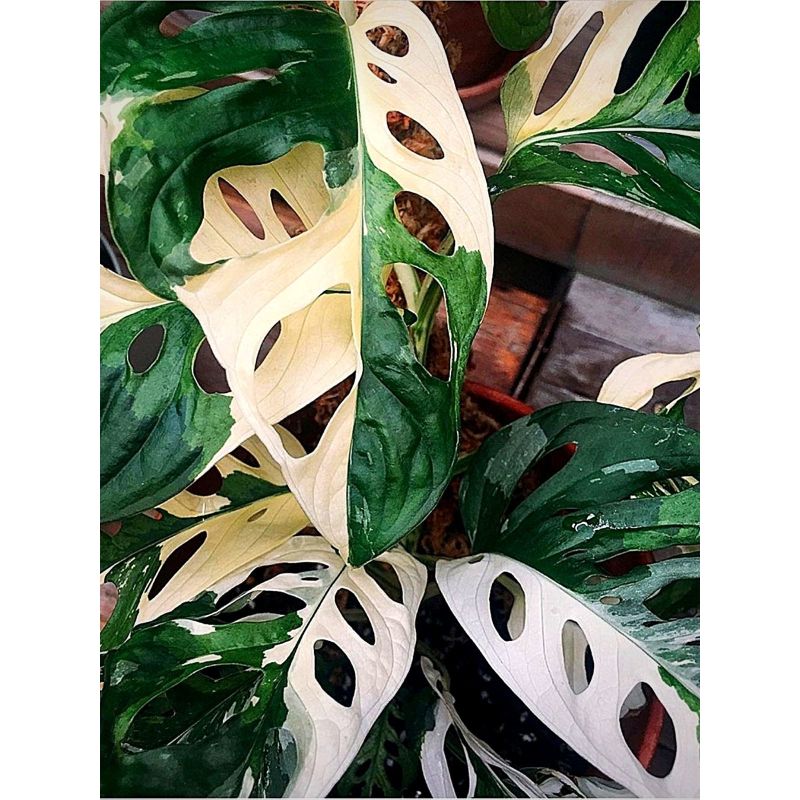 Monstera Adansonii Variegata