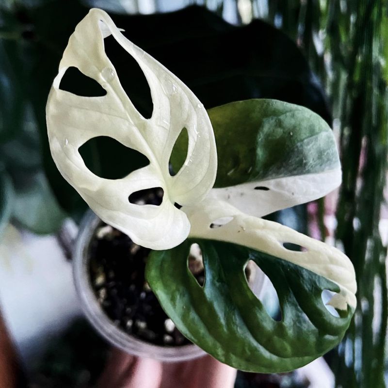 Monstera Adansonii Variegata