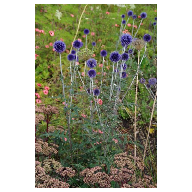 Echinops Veitch's Blue