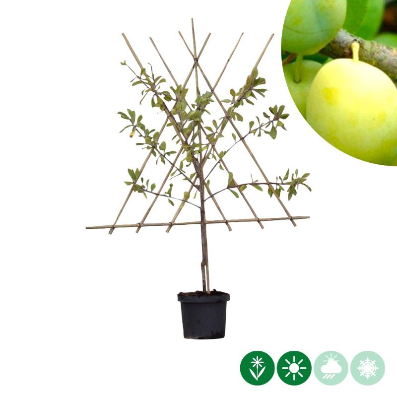Prunus Reine Claude Verte - leiboom