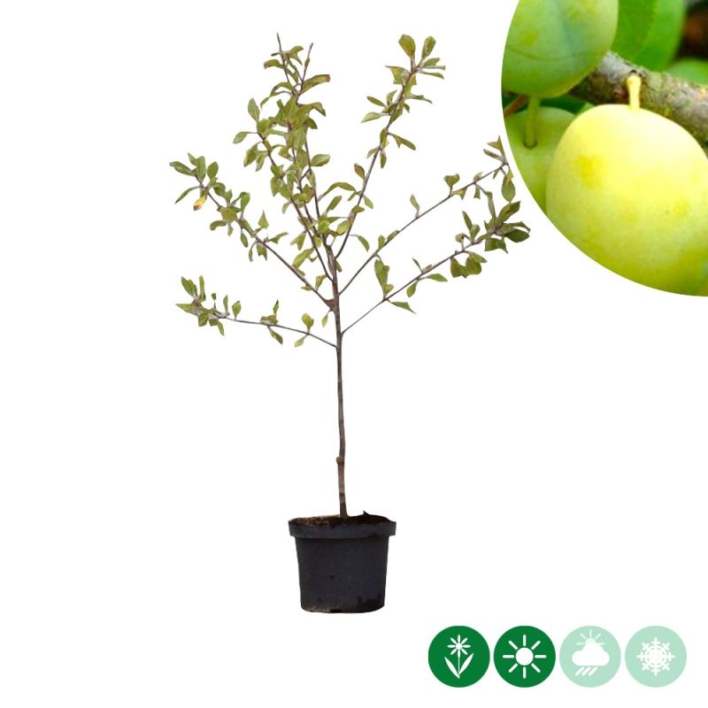 Prunus Reine Claude Verte