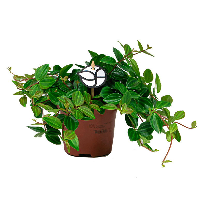 Peperomia Angulata Rocca Scuro