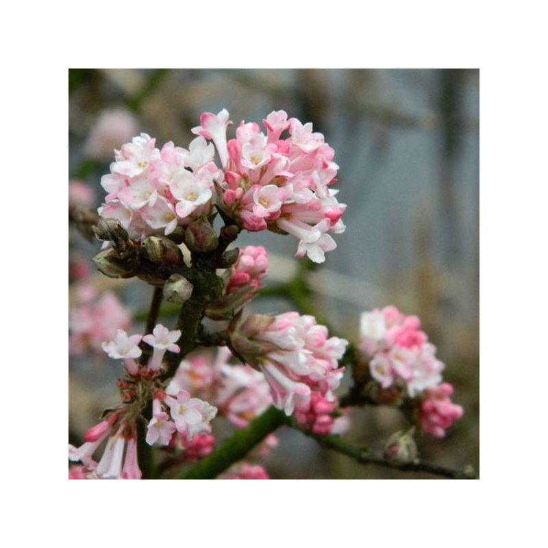 Viburnum bodnantense 'Charles Lamont'